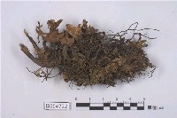 藏品(霜地卷)的圖片